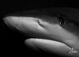 "Contact" This image of a Reef Shark demonstrates perfect... by Steven Anderson 